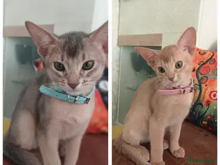 Abyssinian cats Beautiful Abyssinian Kittens - Advert 2