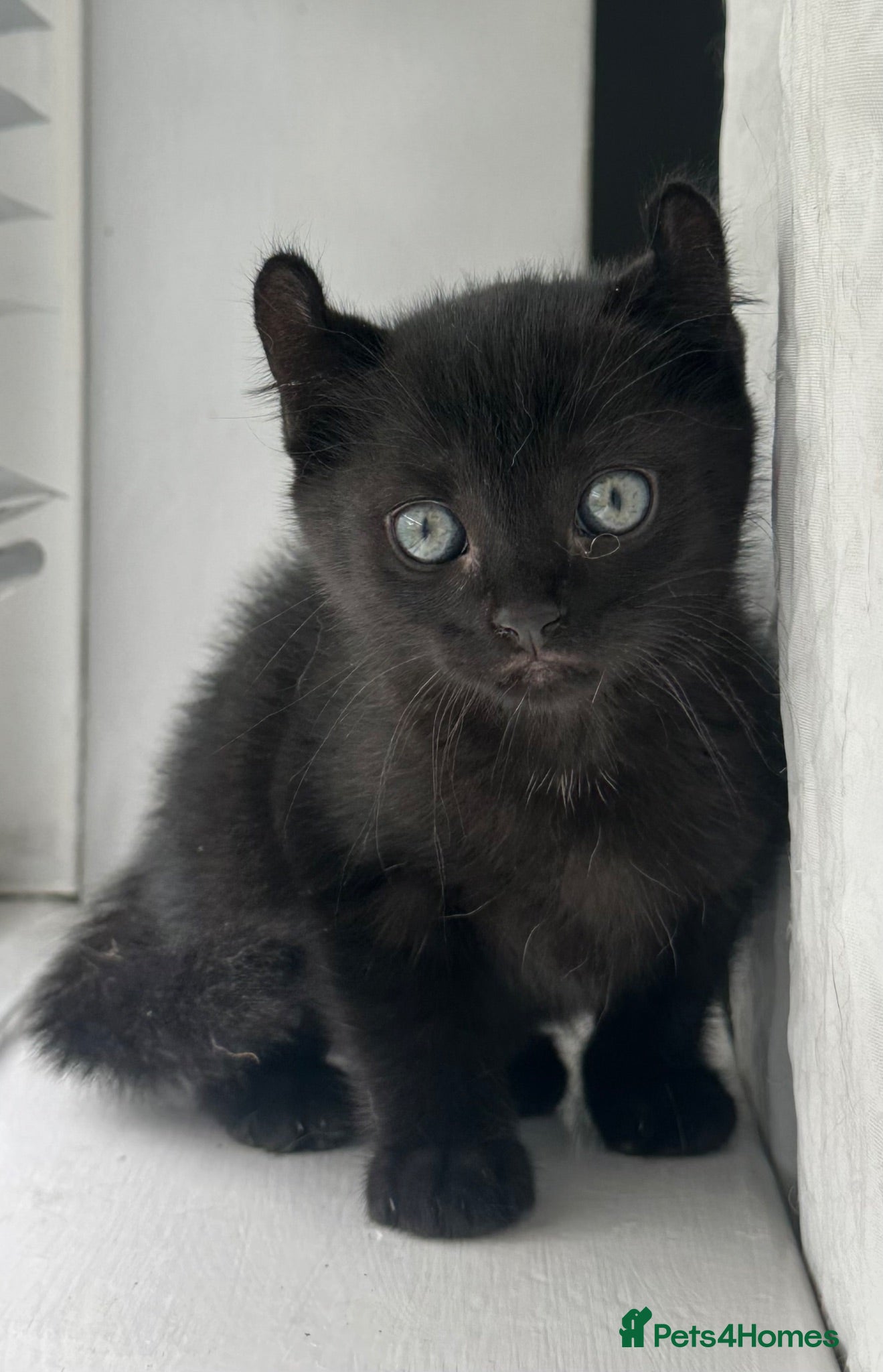 Mixed Breed cats Female Black Curled Eared, Sphynx X Tabby Kitten  - Advert 10