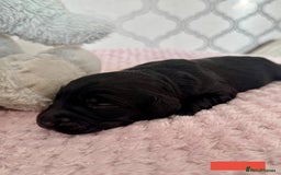 Labradoodle dogs for sale: Adorable Miniature Labradoodles  - Image 10