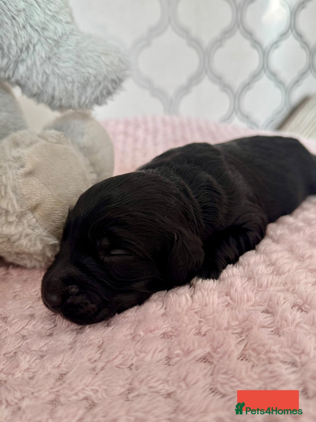 Labradoodle dogs for sale: Adorable Miniature Labradoodles  - Image 10