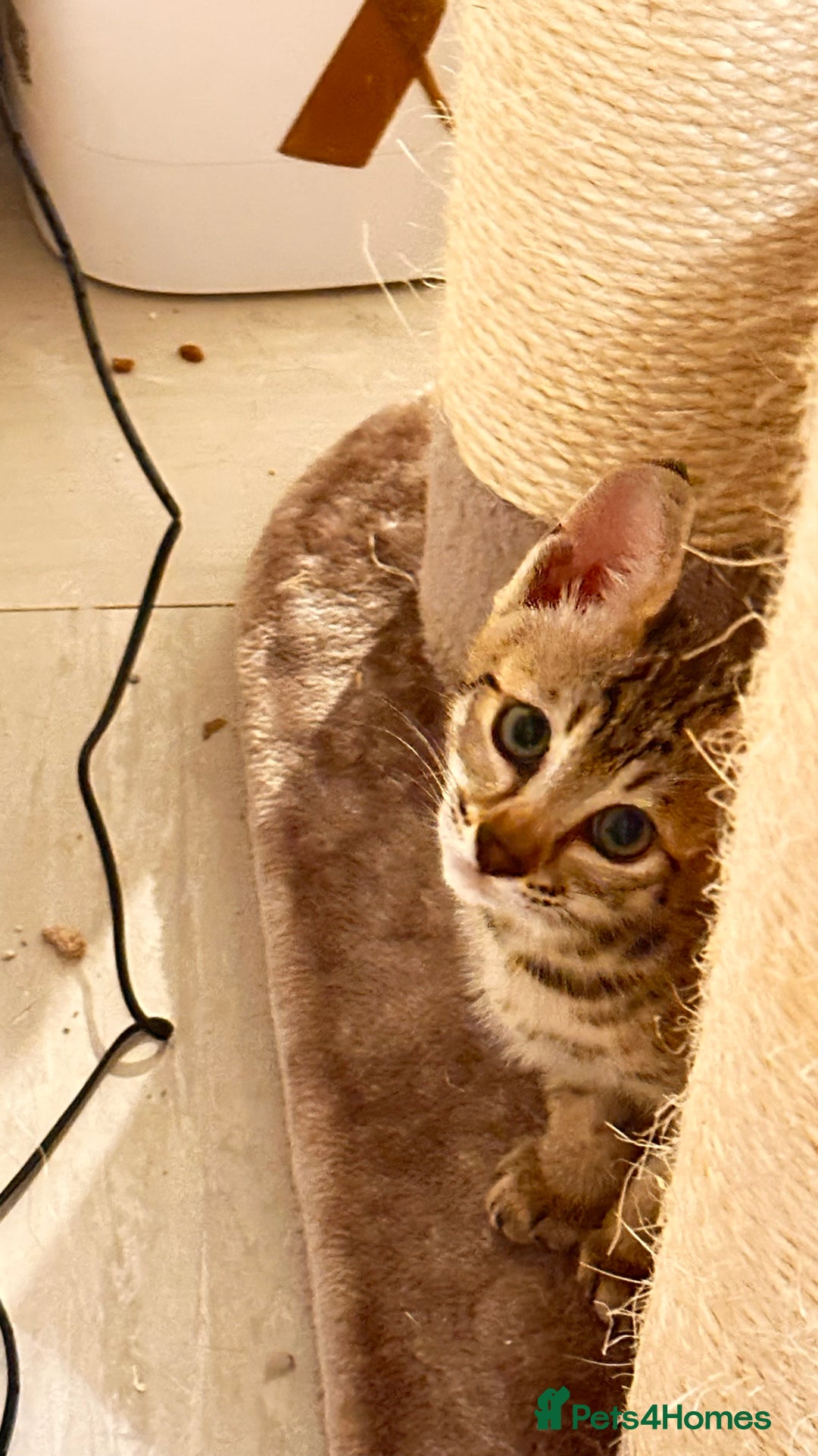 Savannah cats for sale: Stunning F3 Savannahs Price Drop - Advert 7