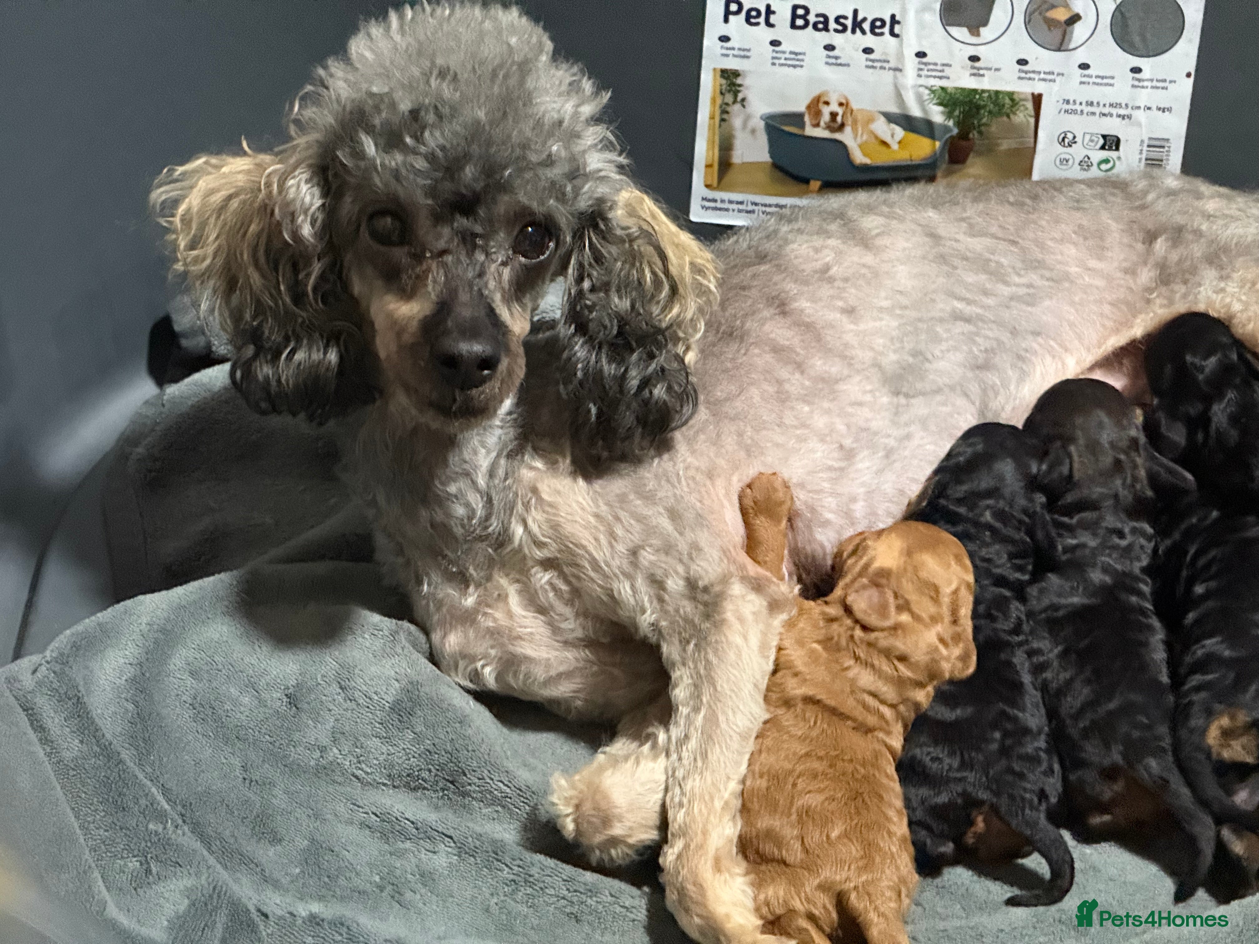 Toy Poodle dogs DNA tested toy poodle puppies  - Advert 5