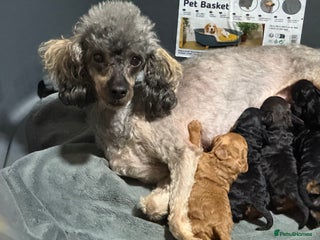 Toy Poodle dogs DNA tested toy poodle puppies - Advert 3