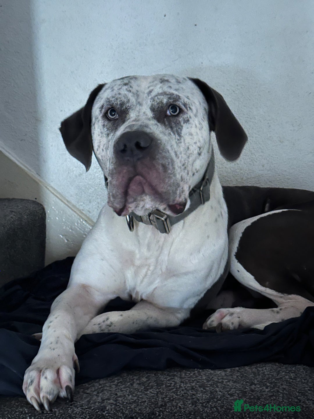Mixed Breed dogs for sale: Cane corso cross - Image 2