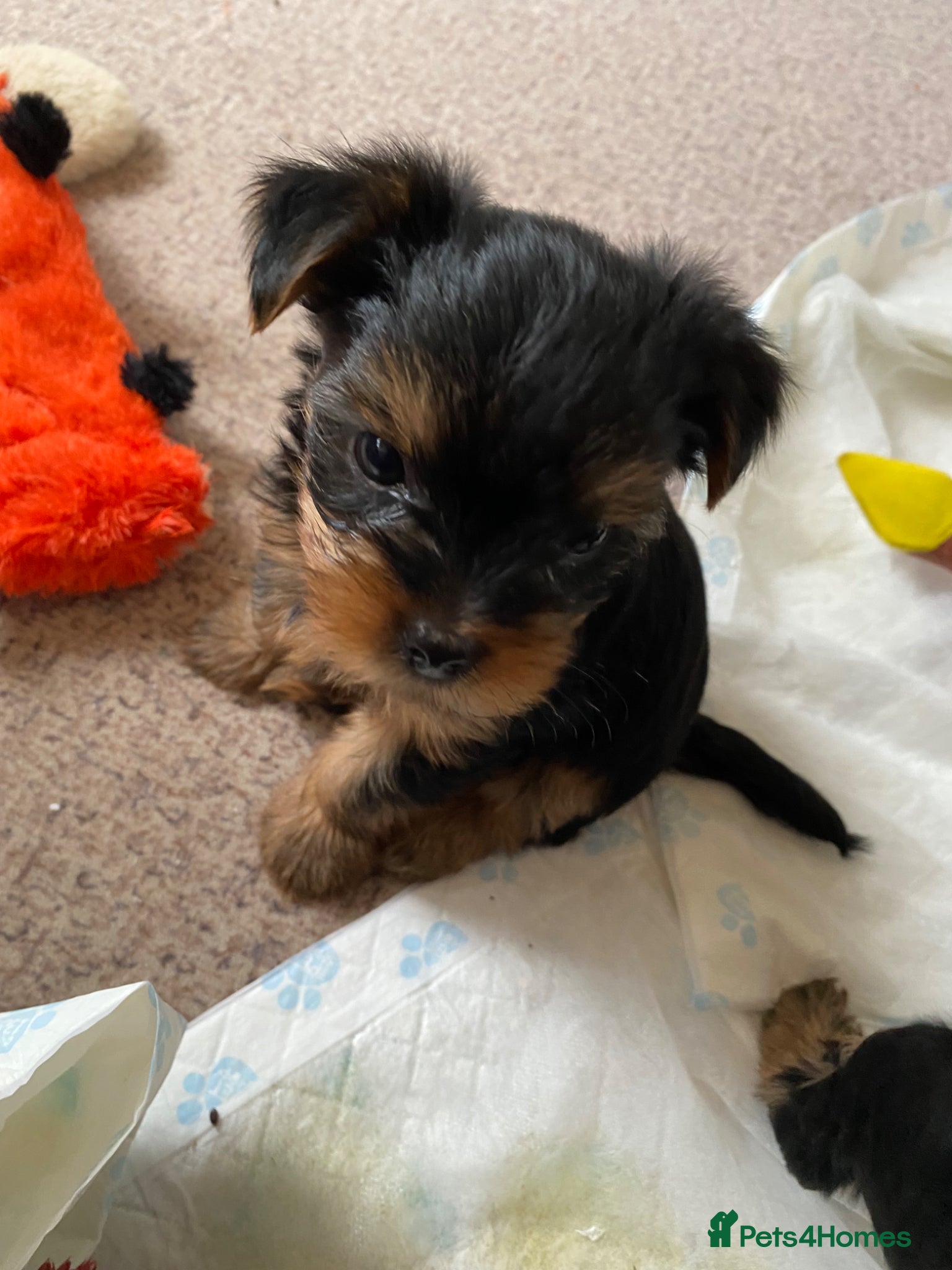 Yorkshire Terrier dogs Yorkshire Terrier Puppies  - Advert 1