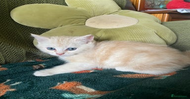 Mixed Breed cats - Advert 7