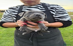 Staffordshire Bull Terrier dogs for sale: Gorgeous KC Reg/Health Tested Blue SBT Puppies - Image 28