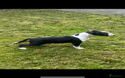 Bull Terrier dogs for sale: KC 12 week puppy  - Image 1