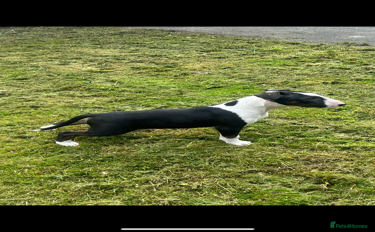 Bull Terrier dogs - Advert 1