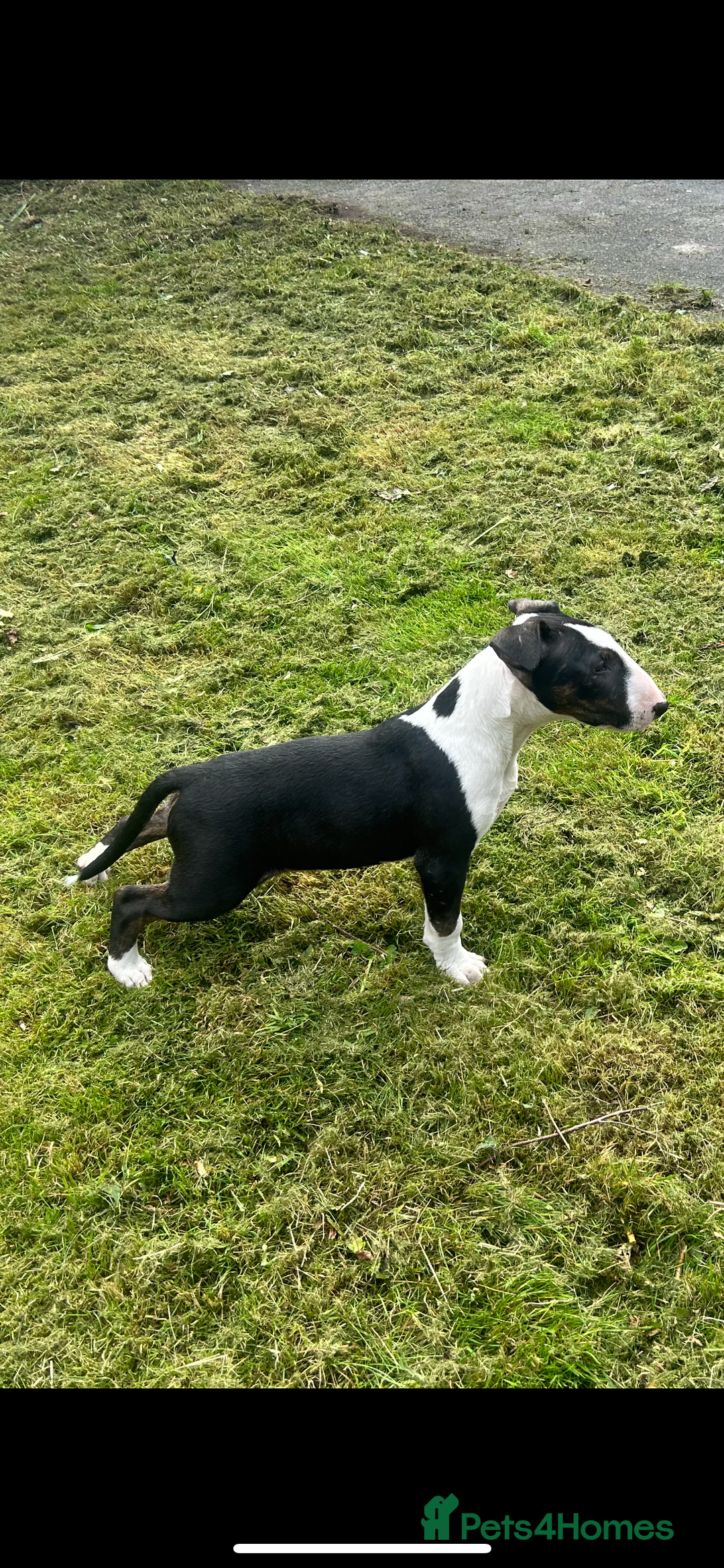 Bull Terrier dogs for sale: KC 12 week puppy  - Image 1