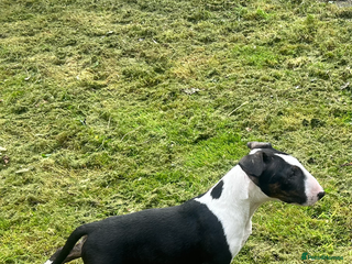 Bull Terrier dogs - Advert 9