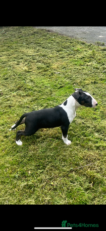 Bull Terrier dogs - Advert 1