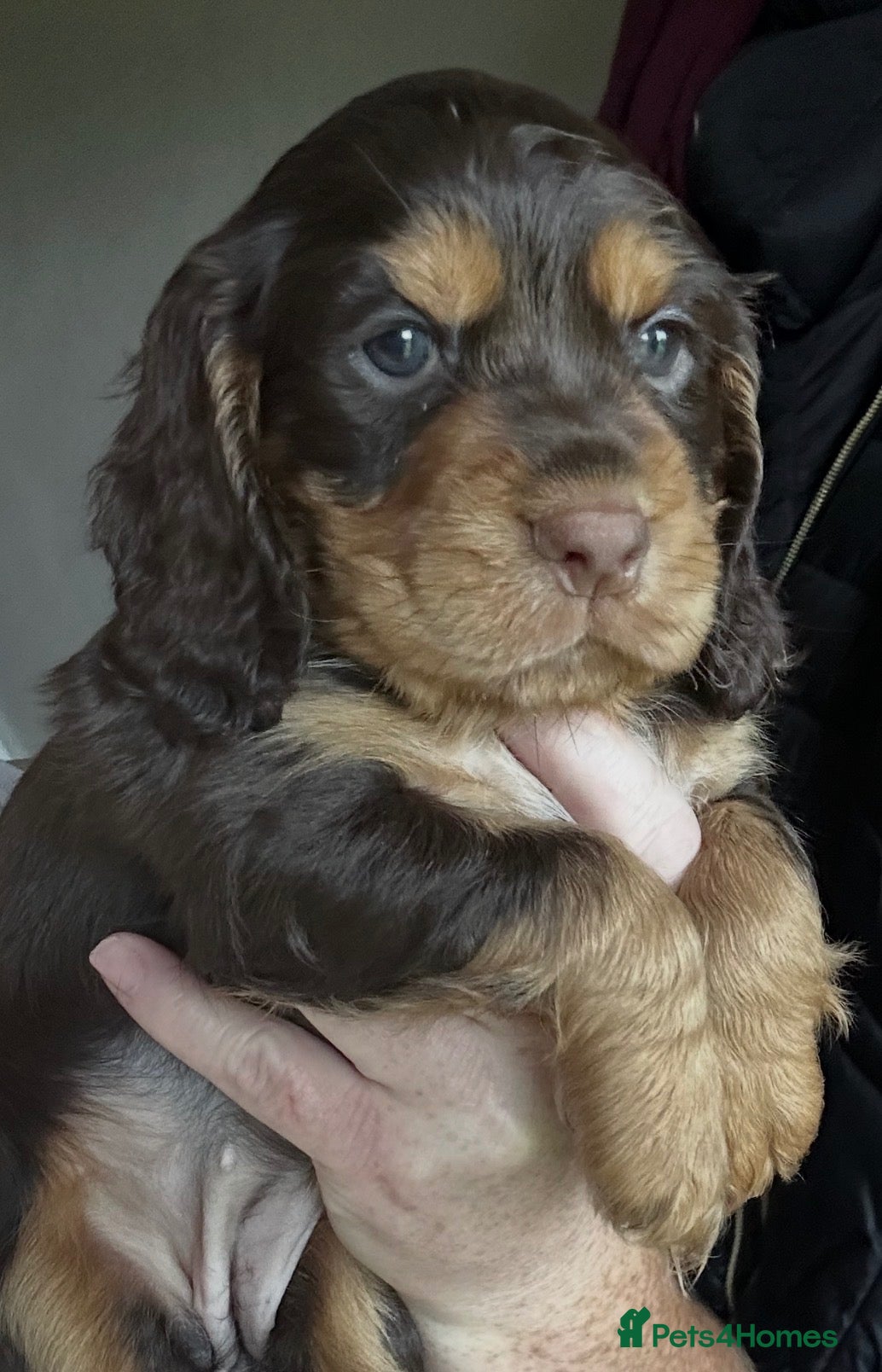 Cocker Spaniel dogs Beautiful Cocker spaniel 💙💙🩷🩷🩷🩷🩷🩷 - Advert 1