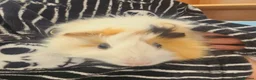 Guinea Pig rodents for sale: 2 girl guinea pigs in Wallasey - Advert 2