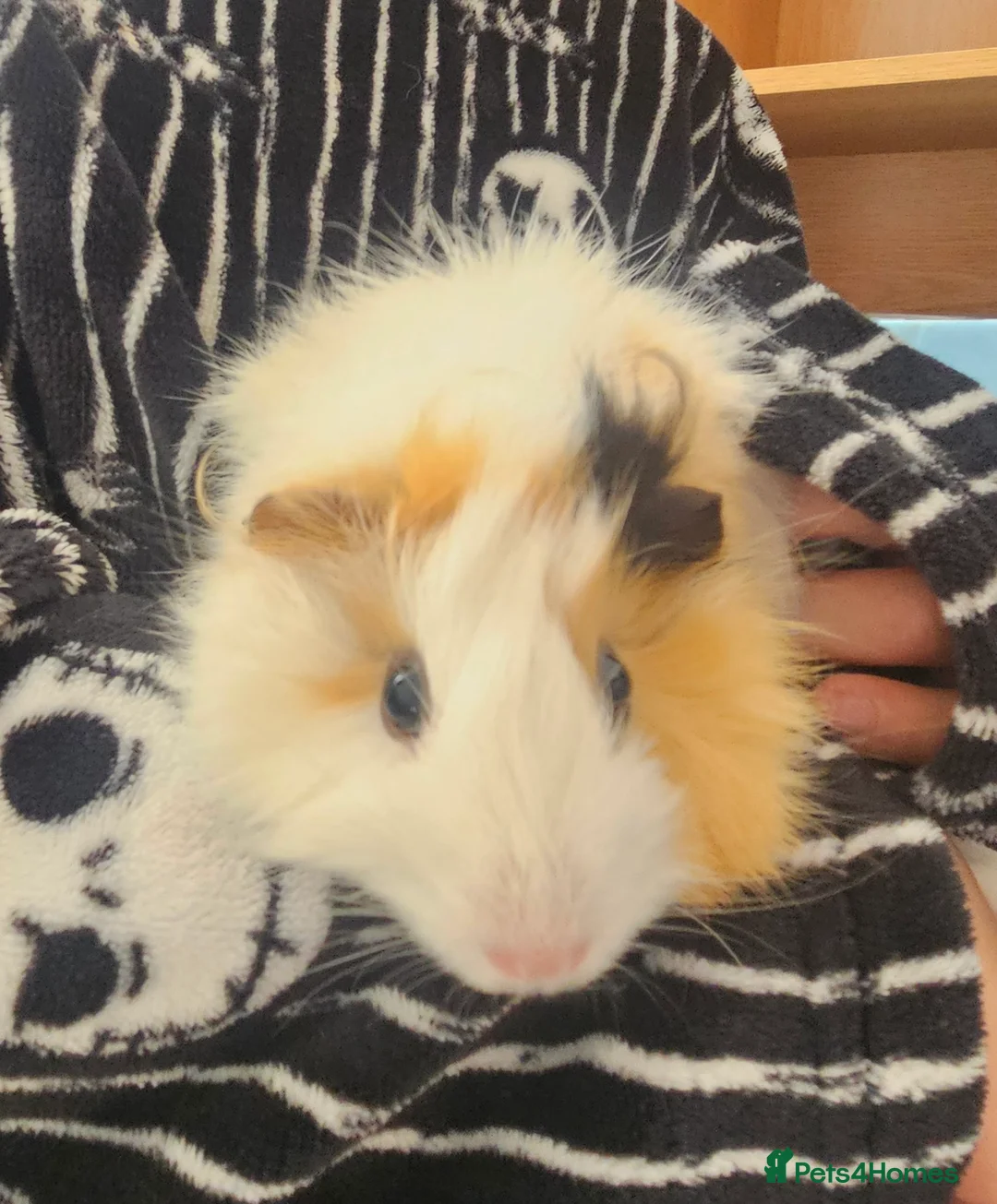 Guinea Pig rodents for sale: 2 girl guinea pigs in Wallasey - Advert 2