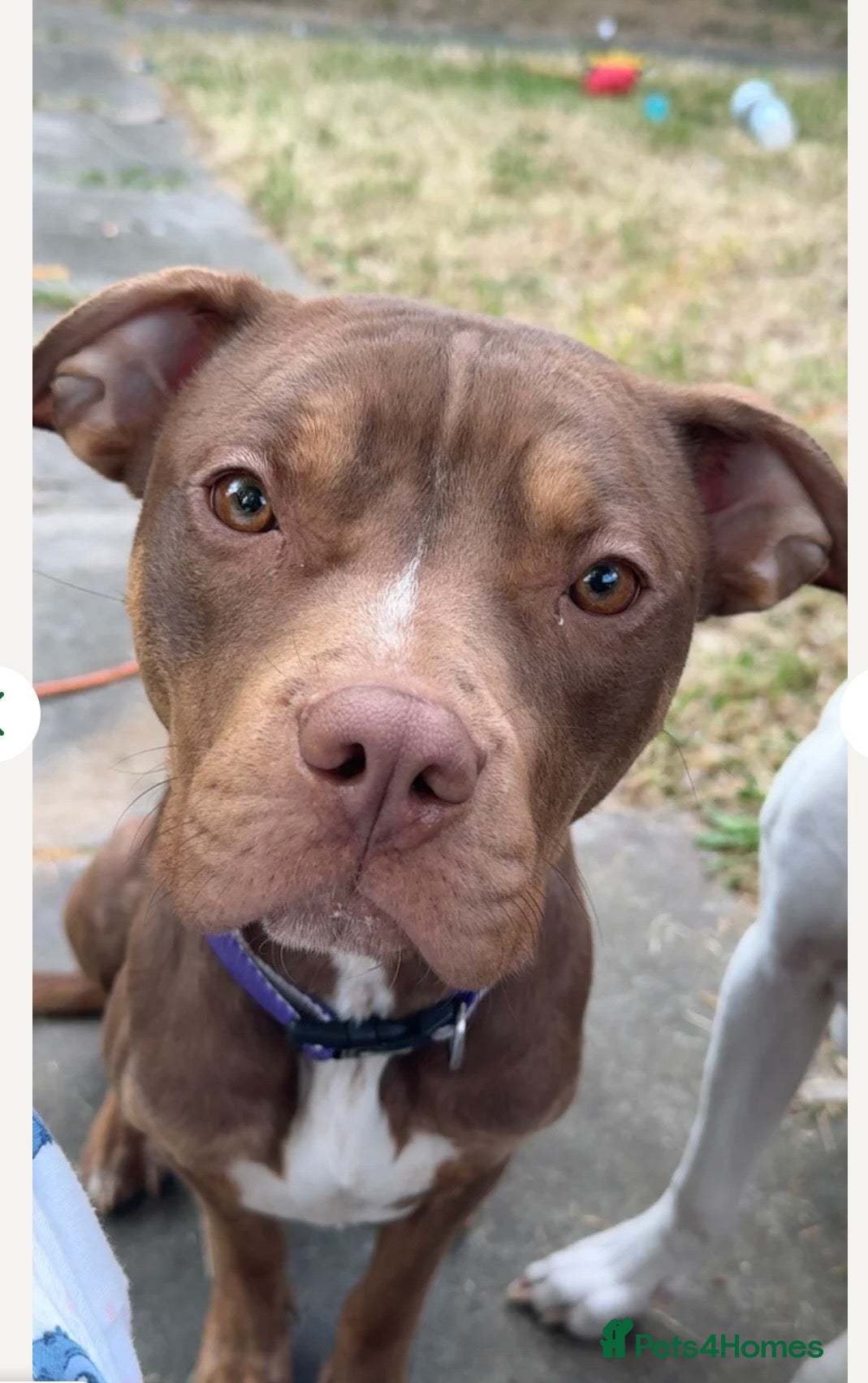 Mixed Breed dogs Labrador cross  - Advert 1