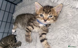 Bengal cats for sale: Litter of five stunning bengal/tabby mix kittens  - Image 4