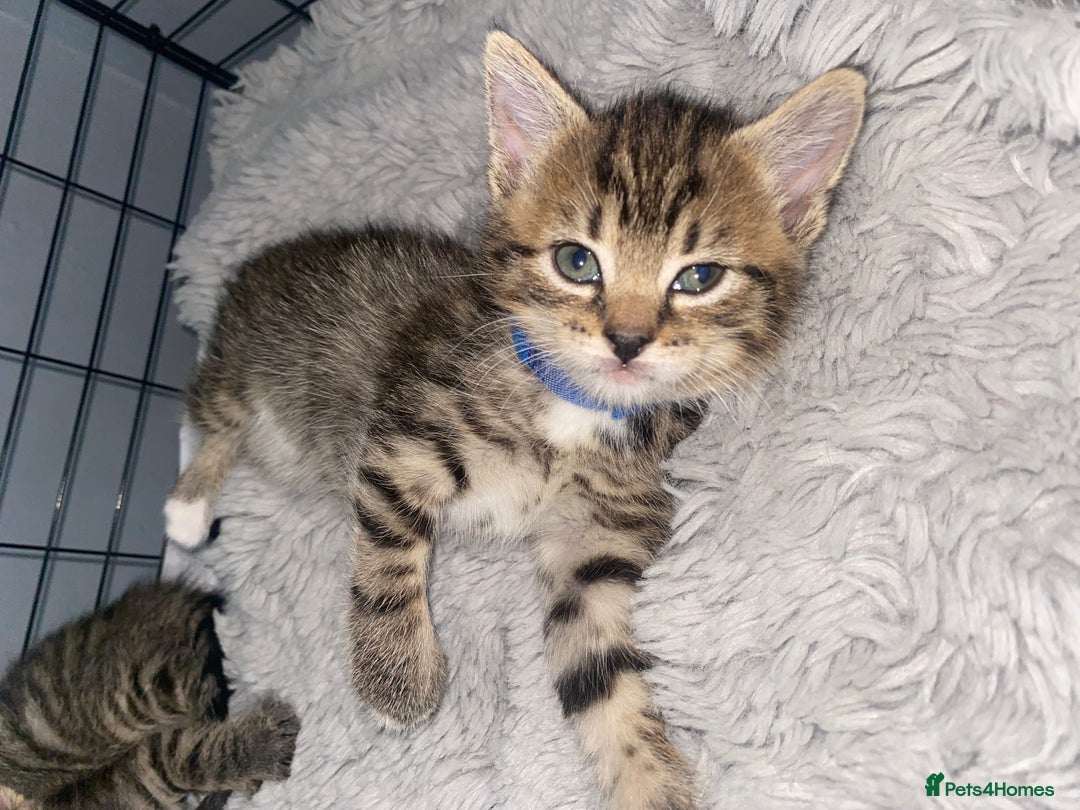 Bengal cats for sale: Litter of five stunning bengal/tabby mix kittens  - Image 4