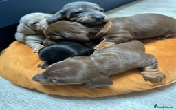 Dachshund dogs for sale: 5 stunning Dachshund puppies - Image 35