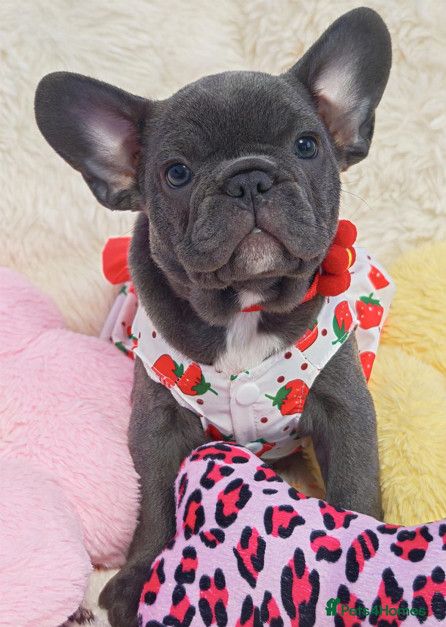 French Bulldog dogs Beautiful french bulldog  - Advert 17