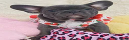 French Bulldog dogs for sale: Beautiful french bulldog  in Derby - Advert 14