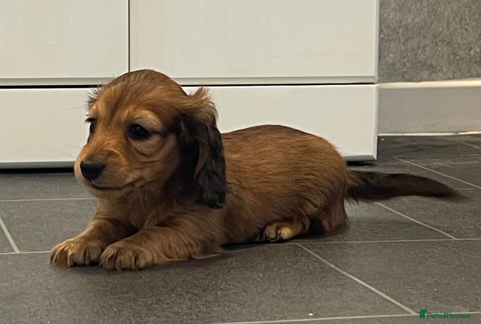 Dachshund dogs Miniature longhaired dachshund Puppies for sale  - Advert 1