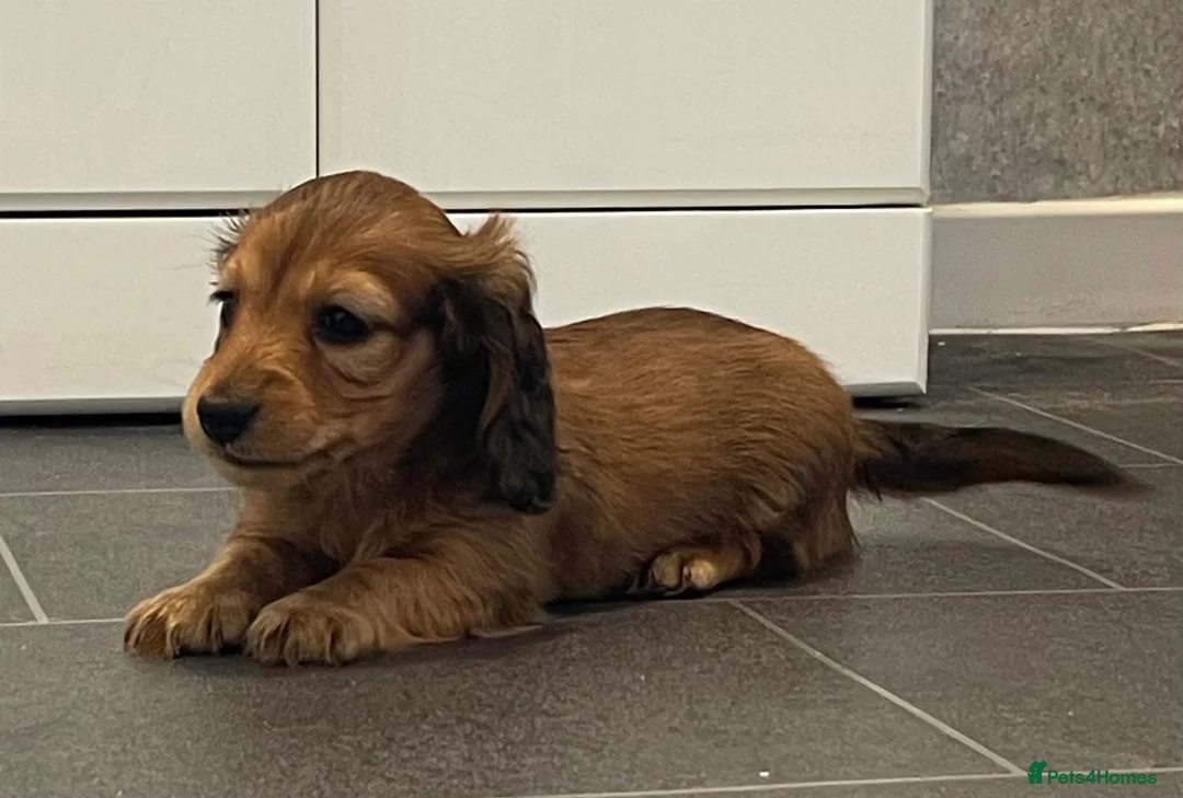 Dachshund dogs for sale: Miniature longhaired dachshund Puppies for sale  - Advert 1