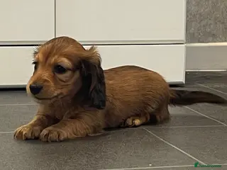 Dachshund dogs Miniature longhaired dachshund Puppies for sale - Advert 1
