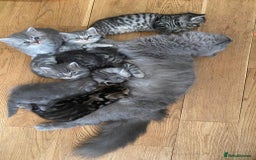 British Shorthair cats for sale: British shorthair kittens - Image 4