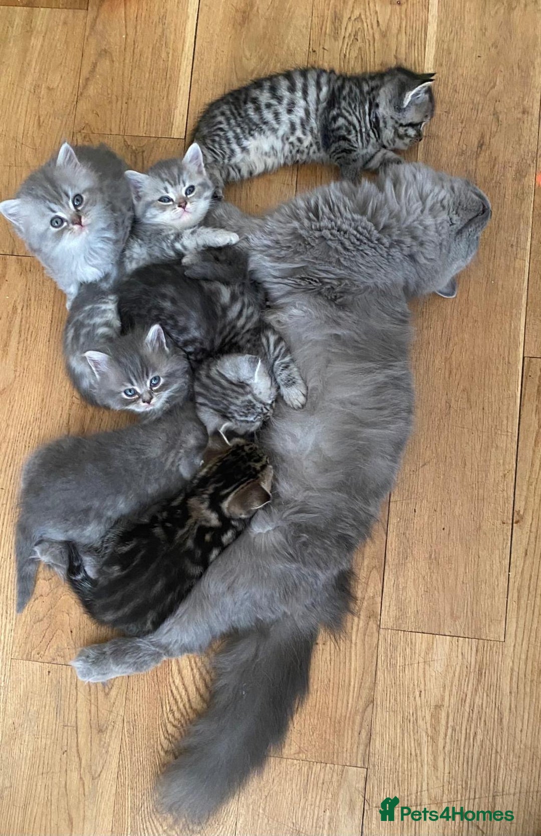 British Shorthair cats for sale: British shorthair kittens - Image 4