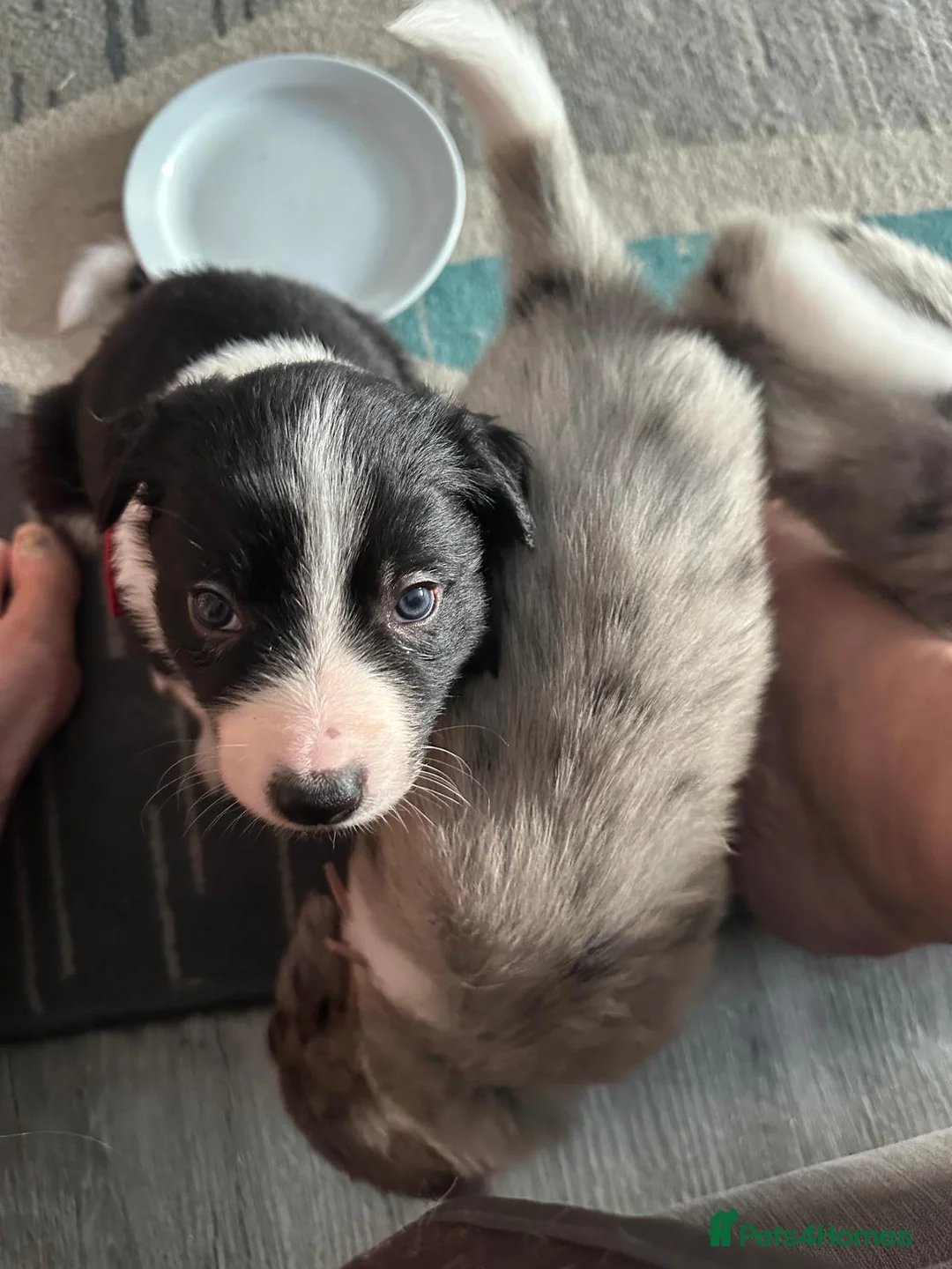 Border Collie dogs for stud: Proven pure bred tri coloured merle collie stud in Fakenham - Advert 39