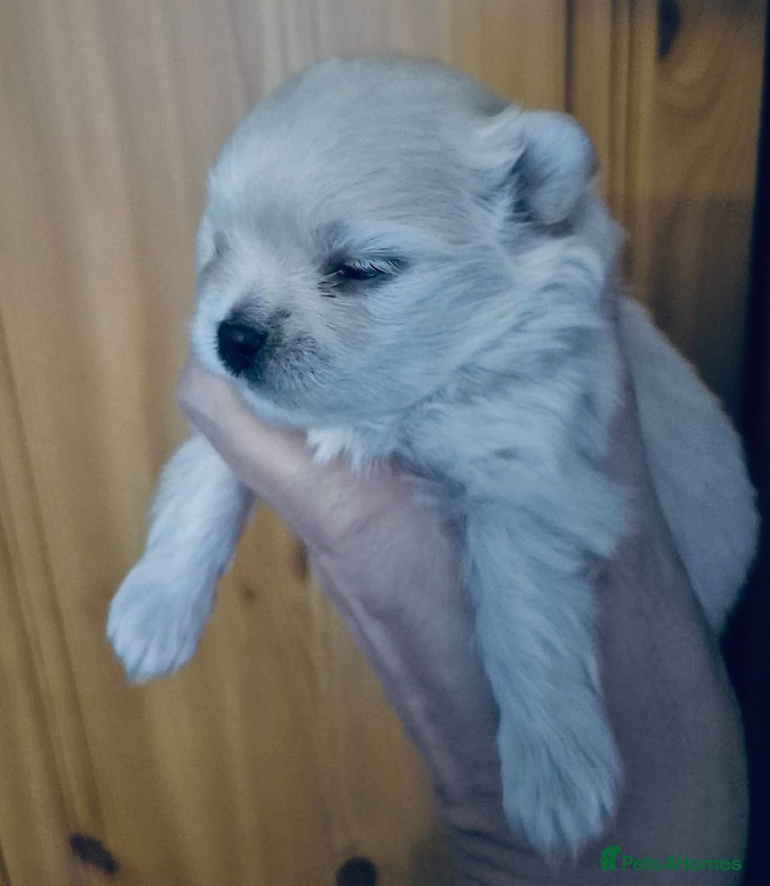 Mixed Breed dogs for sale: Maltese x Pomeranian  - Advert 2