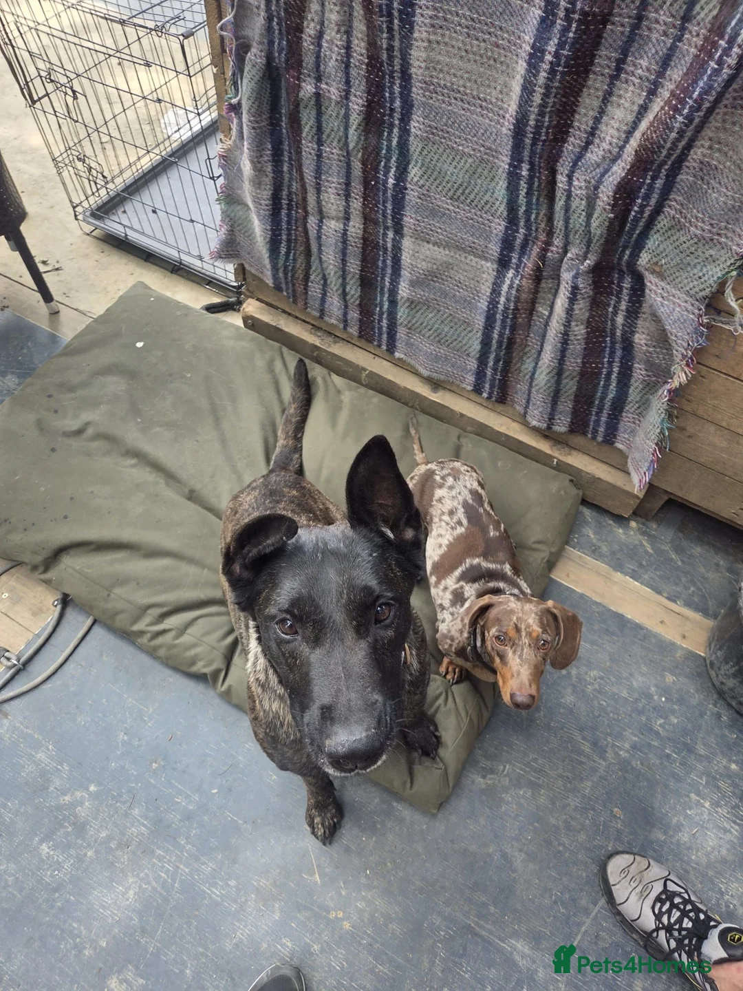 Mixed Breed dogs for sale: 4 year old Dutch Shepherd  - Advert 2