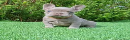 French Bulldog dogs for sale: Isabella French Bulldogs Ready Now  - Advert 8
