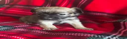 Chihuahua dogs for sale: Longhaired Chihuahua  - Advert 18