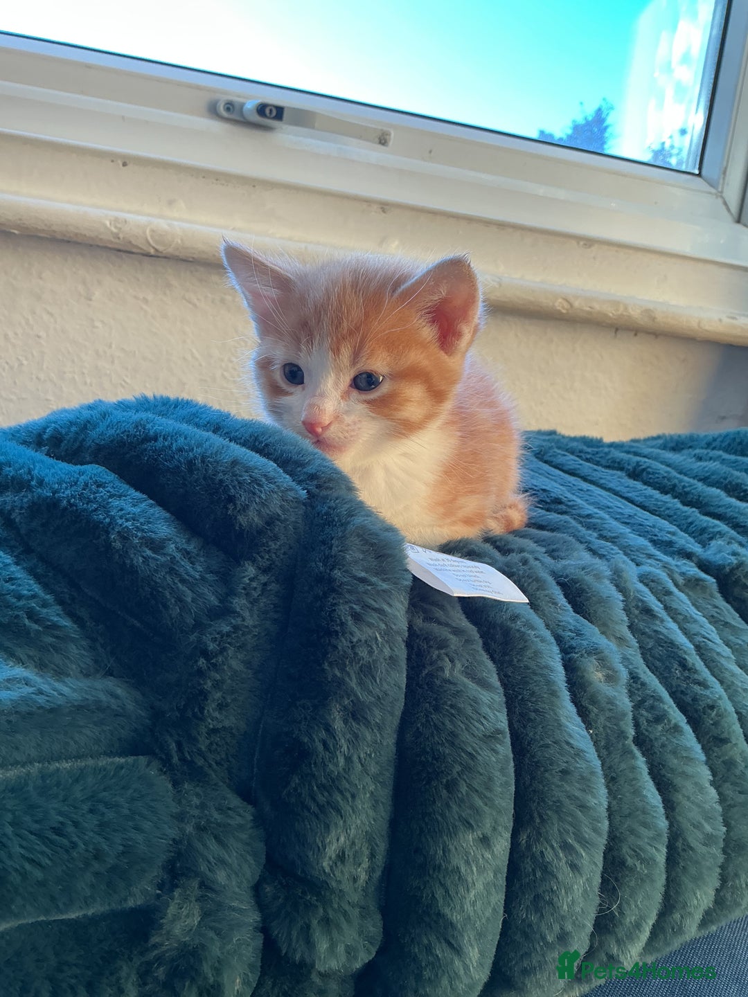 Domestic Shorthair cats for sale: Black-white-Ginger kitten - Advert 14