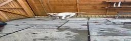 American Bully dogs for sale: Bobby in Gloucester - Advert 5