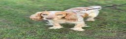 Cocker Spaniel dogs for sale: Spaniel female lemon roan in Wellingborough - Advert 2