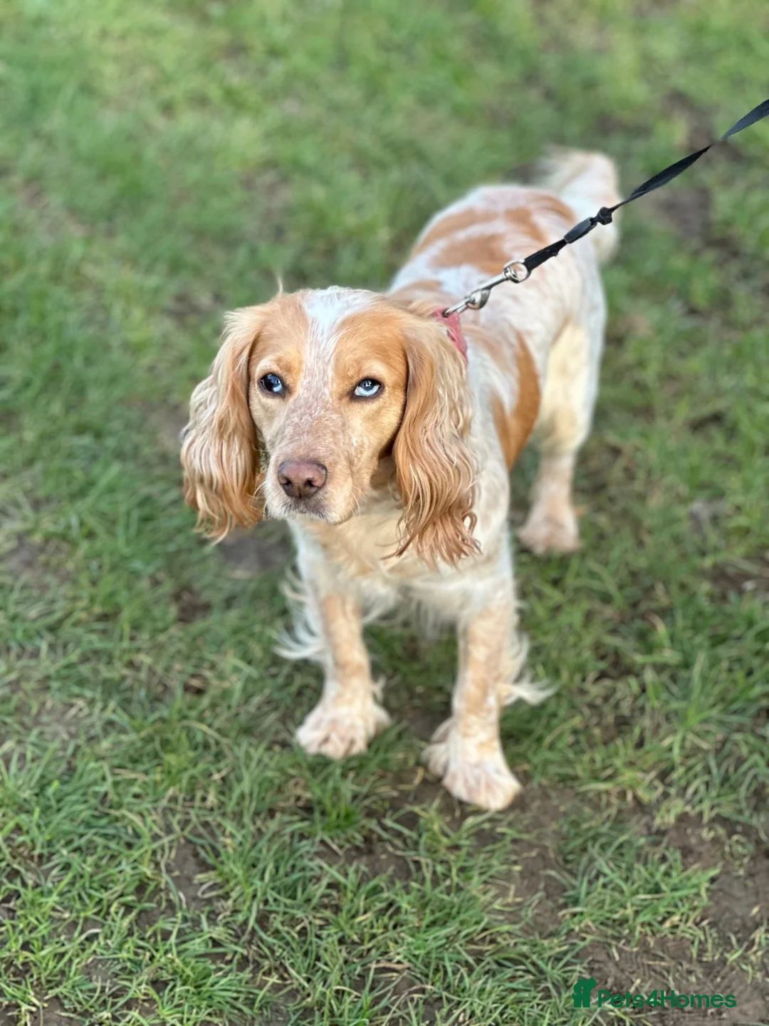 Cocker Spaniel dogs for sale: Spaniel female lemon roan in Wellingborough - Advert 2