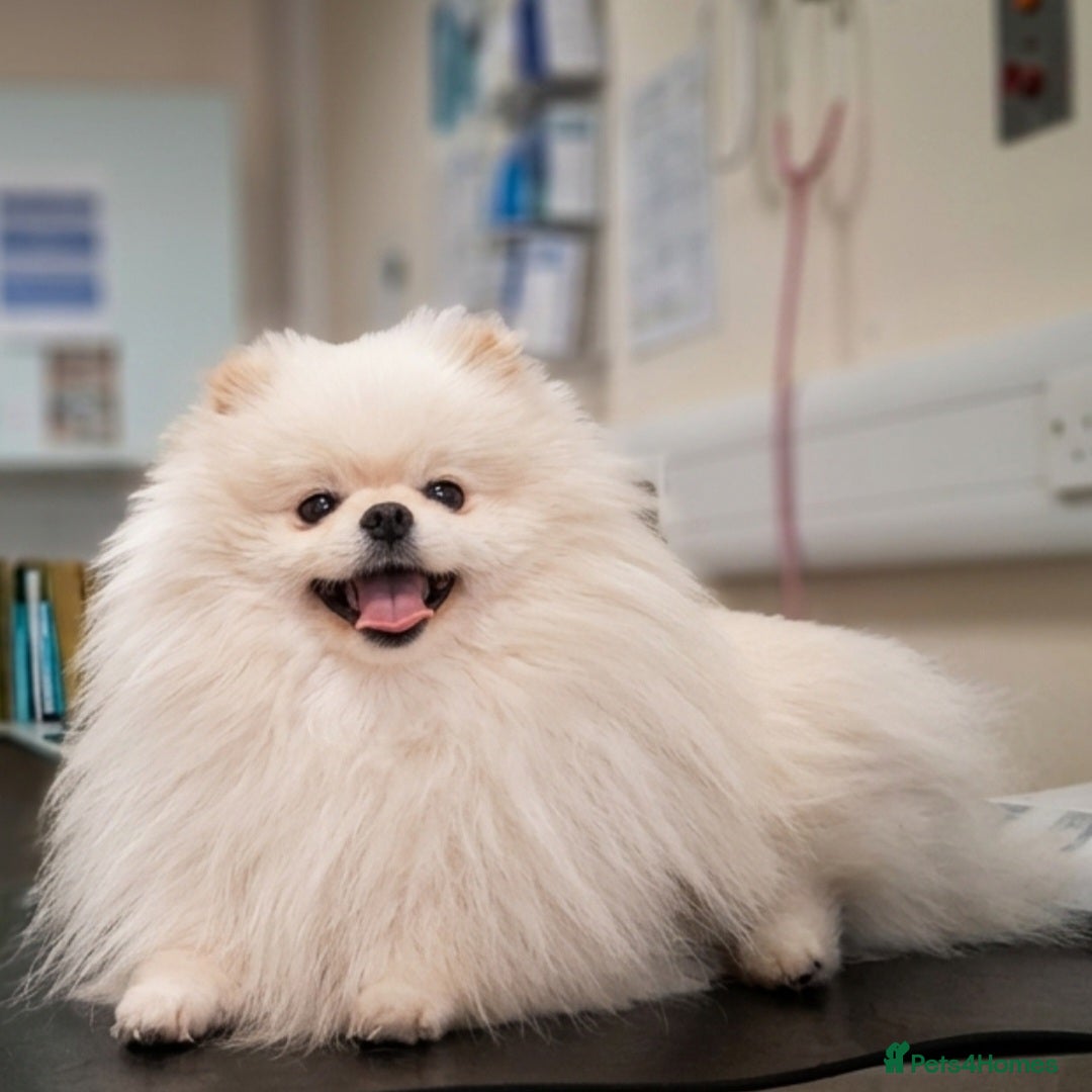 Pomeranian dogs 👑 Sushi 2,5 kg Teddy Bear face pomeranian  - Advert 10