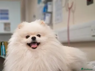 Pomeranian dogs 👑 Sushi 2,5 kg Teddy Bear face pomeranian - Advert 10