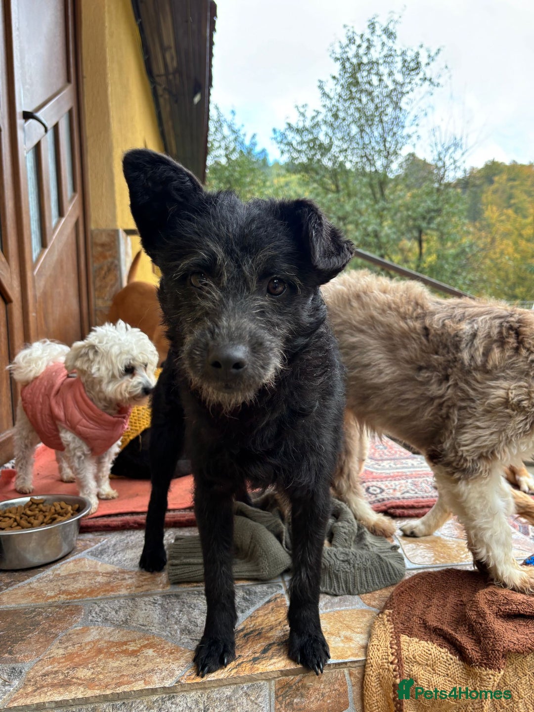 Mixed Breed dogs for adoption: Small dog needs a home! Meet Codi! - Advert 4