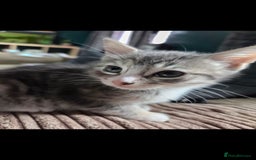 Mixed Breed cats for sale: Kittens ready now  - Image 1