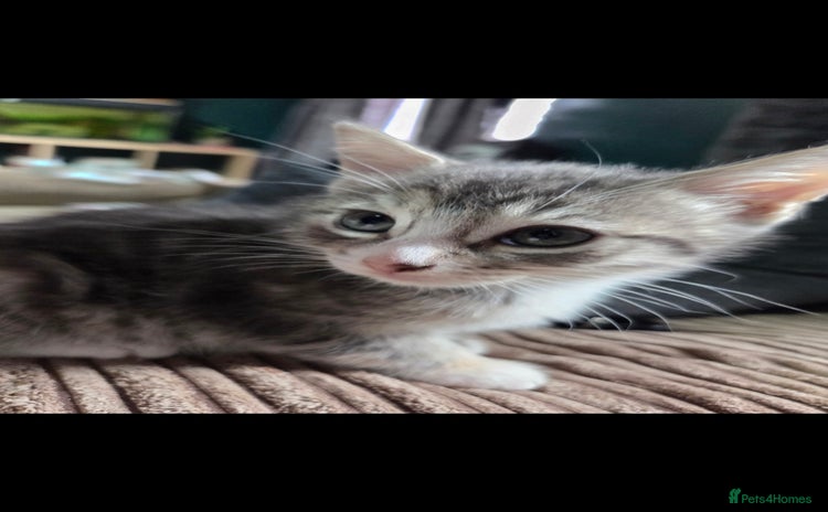 Mixed Breed cats - Advert 1