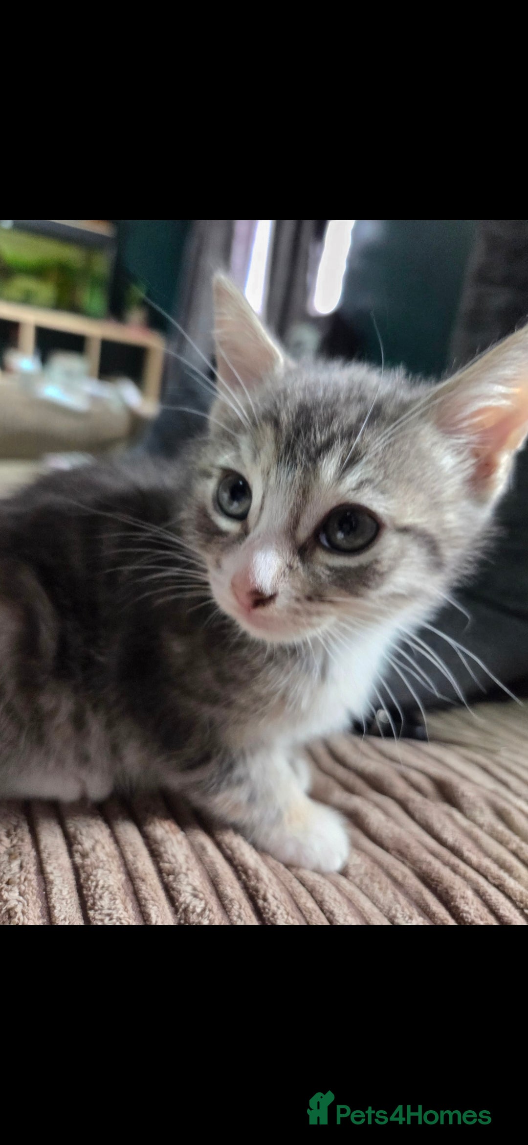 Mixed Breed cats for sale: Kittens ready now  - Image 1