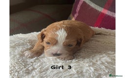 Cavapoo dogs for sale: F1 Cavapoo Puppies - Image 6