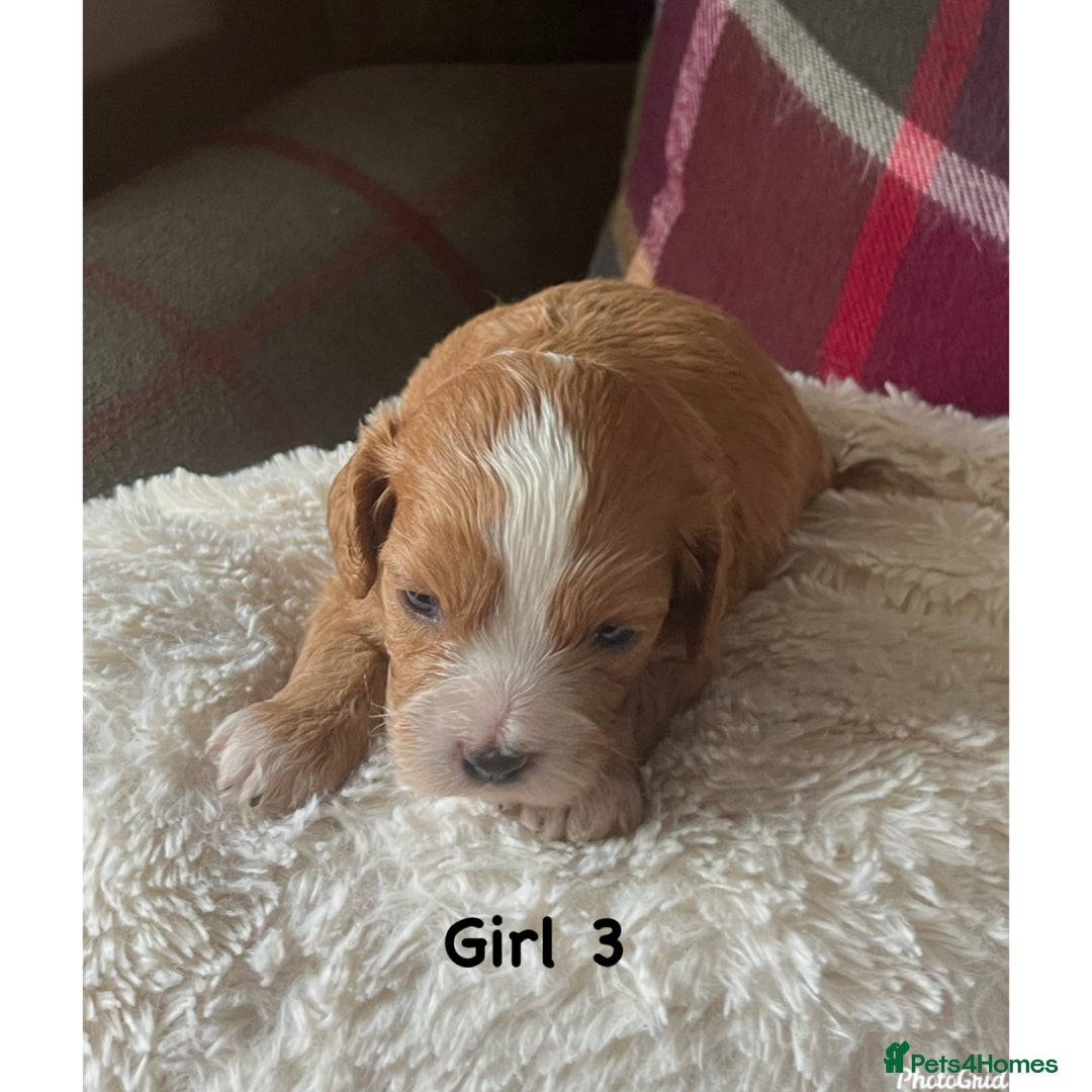 Cavapoo dogs for sale: F1 Cavapoo Puppies - Image 6