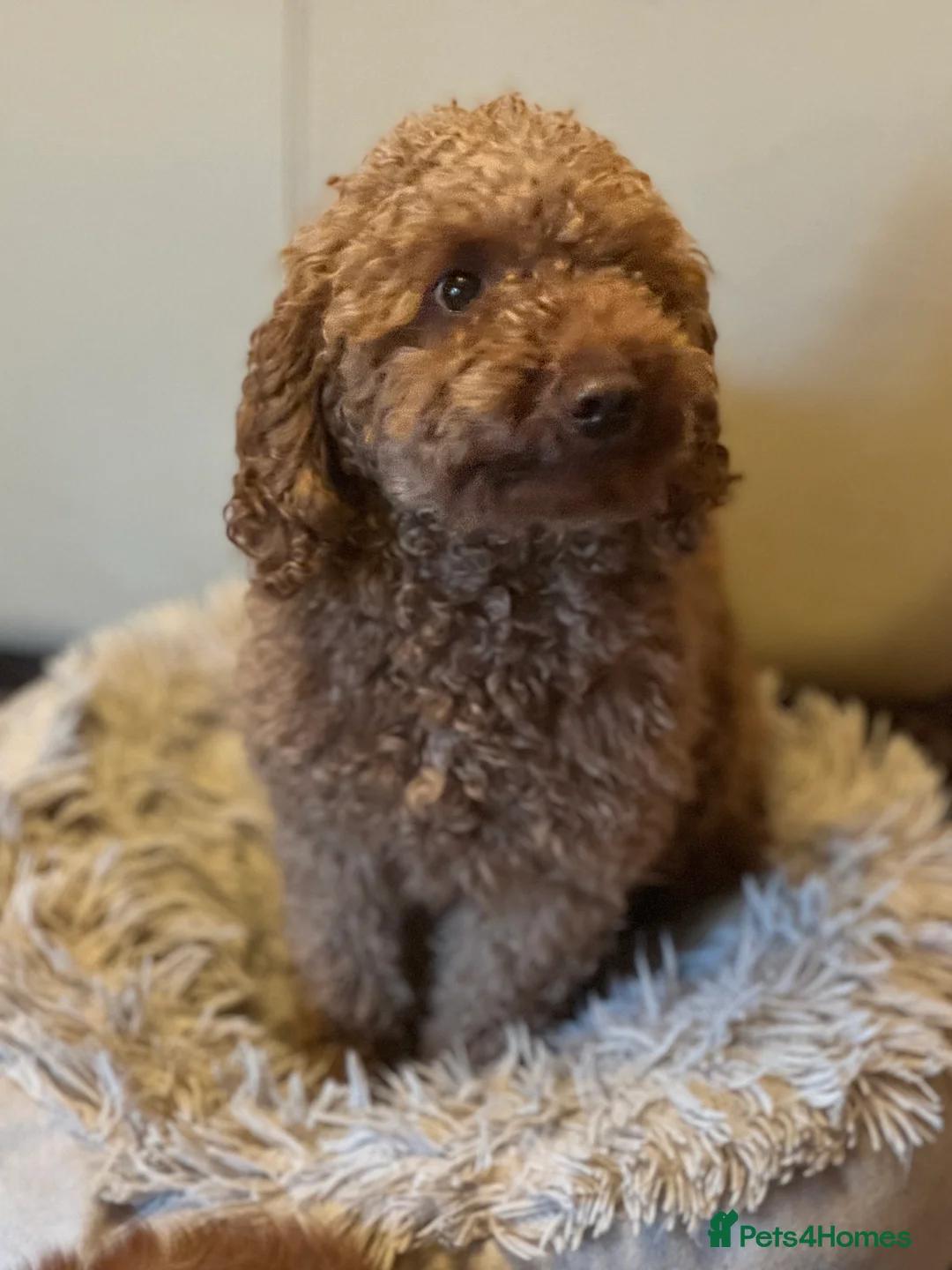 Miniature Poodle dogs for stud: HEALTH TESTED RED MINIATURE POODLE in Bewdley - Advert 7
