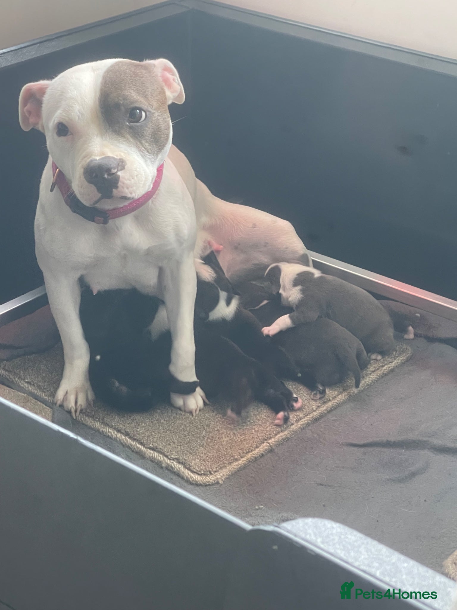 Staffordshire Bull Terrier dogs 6 Outstanding Staffs pups KC Reg  - Advert 1