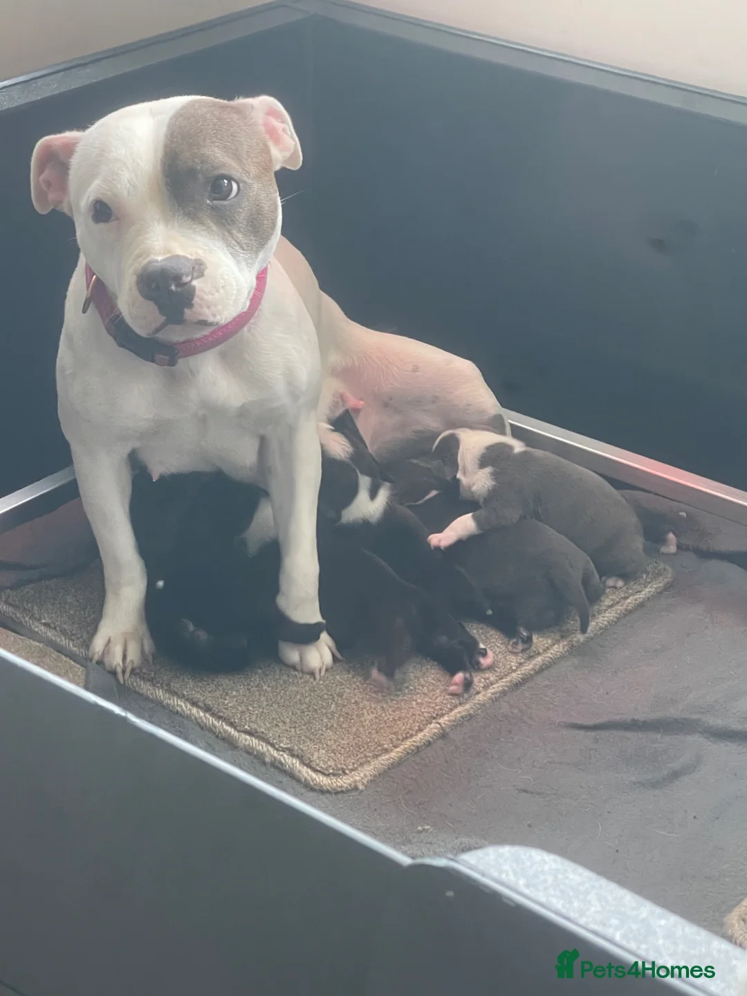 Staffordshire Bull Terrier dogs for sale: 6 Outstanding Staffs pups KC Reg  - Advert 1